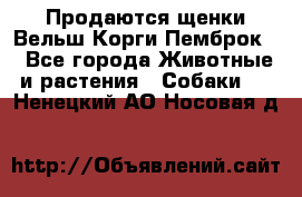 Продаются щенки Вельш Корги Пемброк  - Все города Животные и растения » Собаки   . Ненецкий АО,Носовая д.